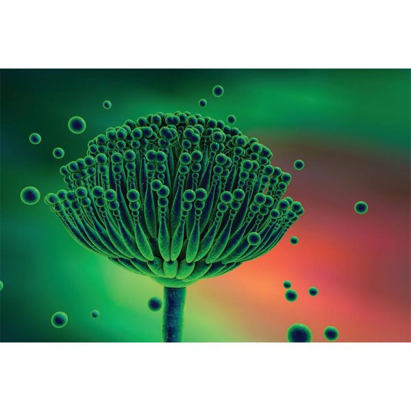 ASPERGILLUS BRASILIENSIS LIOFILO