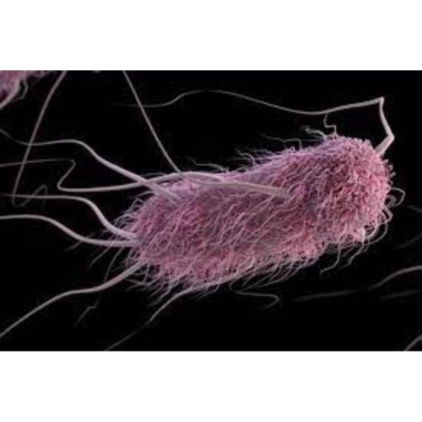ESCHERICHIA COLI LIOFILO