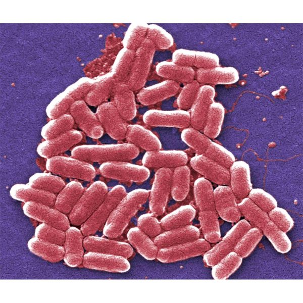 CEPA ESCHERICHIA COLI LIOFILO