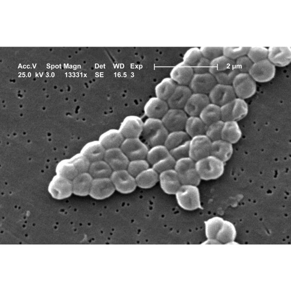ACINETOBACTER SP.LIOFILO