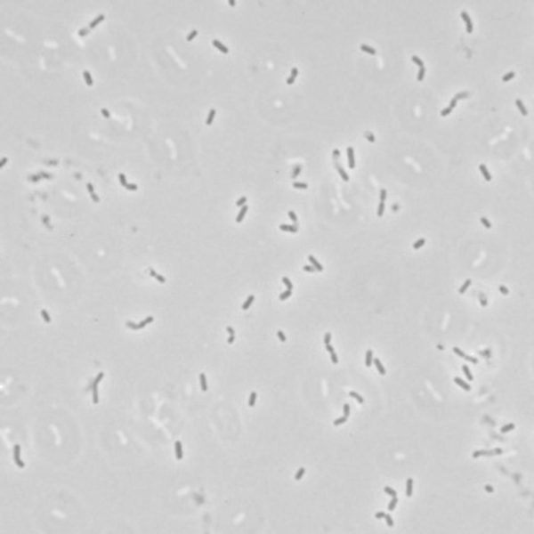 BROCHOTRIX THERMOSPHACTA SAKEI LIOFILO