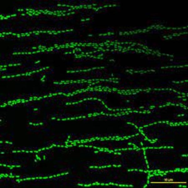 LACTOBACILLUS SAKEI LIOFOLO