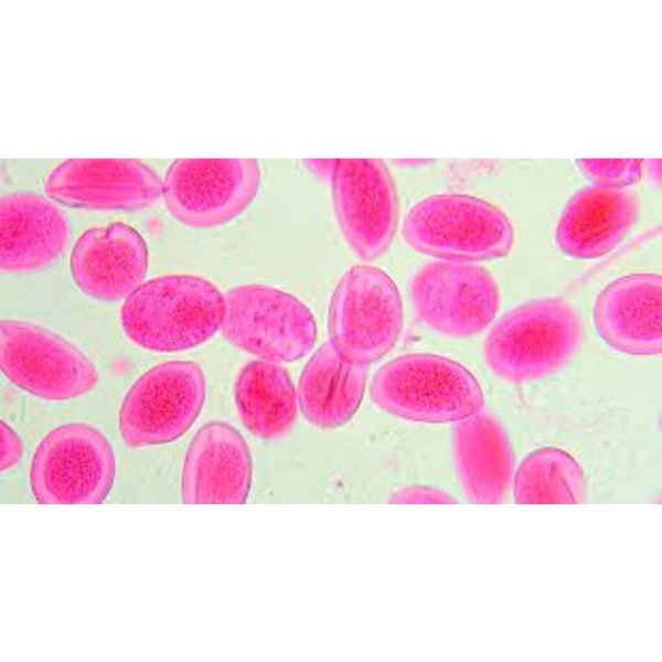 PSEUDOMONAS SP.LIOFILO
