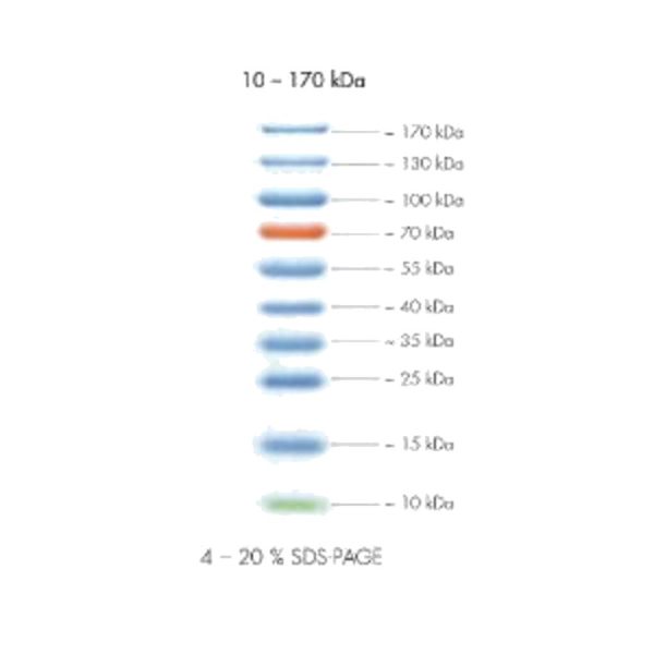 KIT PEQLAB PEQGOLD PROTEIN MARKER IV 2X250 UL