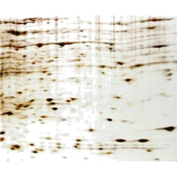 PROTEOMA DE MAMIFEROS FOCUS™ P/50