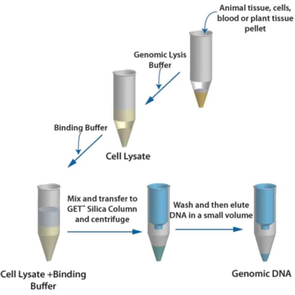 KIT GET PLANTILLA DE ADN P/50 TEST