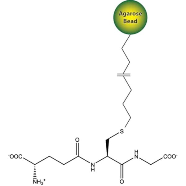 PROTEINA GTS, 100 µG
