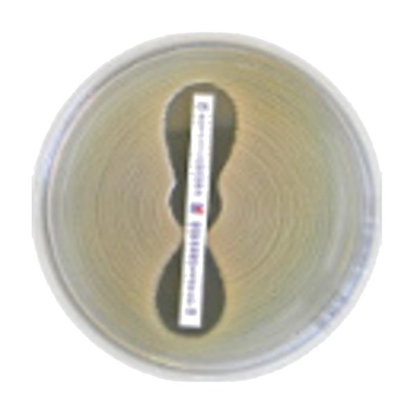 TEICOPLANIN TEC 0.016-256, P30