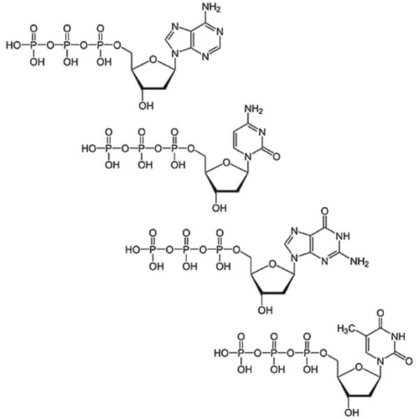 SOLUCION DESOXINUCLEOTIDOS MIX 1ML